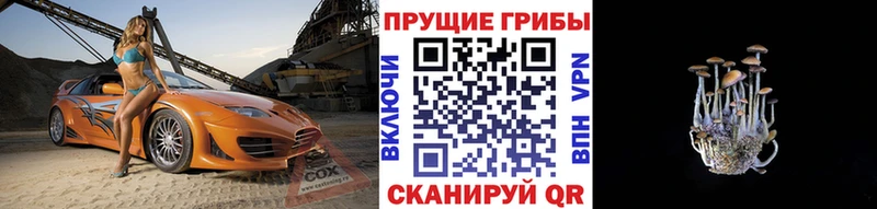 blacksprut вход Шагонар Псилоцибиновые грибы GOLDEN TEACHER